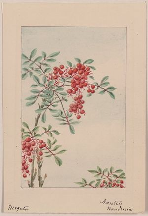 無款: [Nandina bush with berries] / Megata. - アメリカ議会図書館
