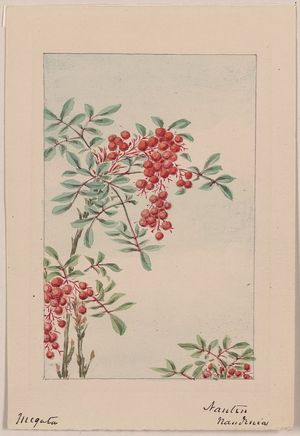 Unknown: [Nandina bush with berries] / Megata. - Library of Congress