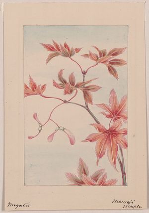 無款: [Branch of a maple tree with leaves and seeds] / Megata. - アメリカ議会図書館