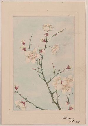 Unknown: [Plum branches with blossoms] - Library of Congress