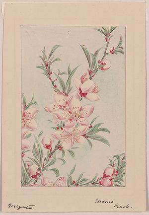 Unknown: [Peach tree branches with leaves and blossoms] / Megata. - Library of Congress