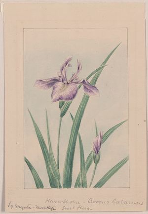 Unknown: Hana-strobel[?] acornus calamus, sweet flag / Megata Morikaga. - Library of Congress