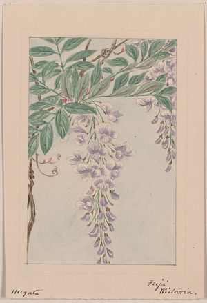 Unknown: [Wisteria vine with leaves and blossoms] / Megata. - Library of Congress