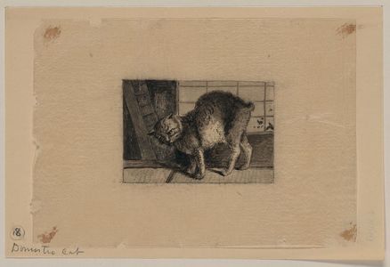 無款: Domestic cat - アメリカ議会図書館