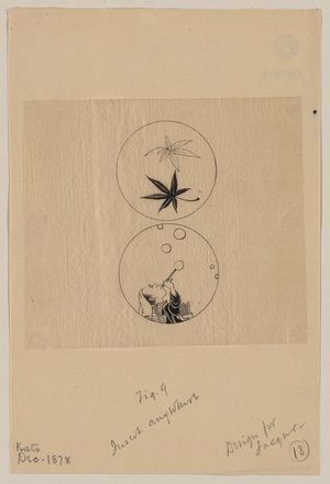 Unknown: [Circular designs, maple leaves in a bubble and a person blowing bubbles] - Library of Congress