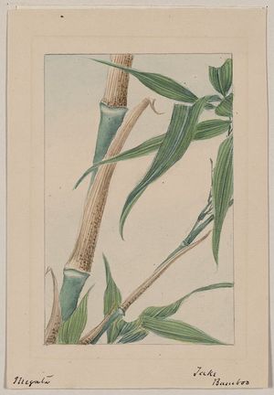 Unknown: Take bamboo / Megata. - Library of Congress