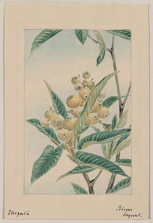 Unknown: Biwa loquat / Megata. - Library of Congress