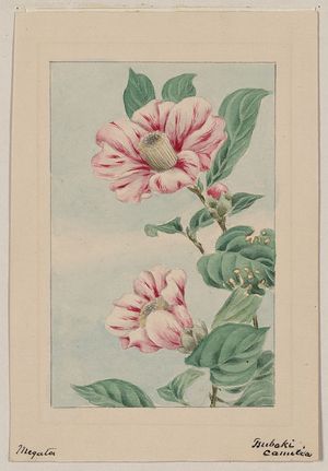 Unknown: Tsubaki camelia [i.e., camellia] / Megata. - Library of Congress