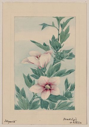 Unknown: Mokŭgì althea / Megata. - Library of Congress