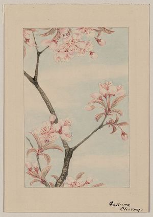 Unknown: Sakura cherry - Library of Congress