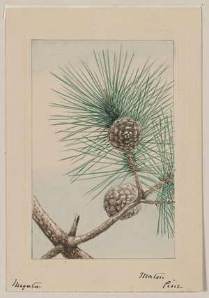 Unknown: Matsu pine / Megata. - Library of Congress