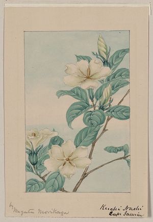 Unknown: Kuchi nashi - cape jasmine / by Megata Morikaga. - Library of Congress