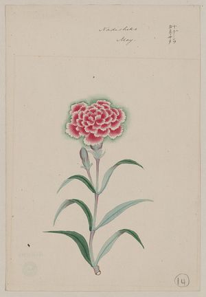 Unknown: Nadeshiko - May - Library of Congress