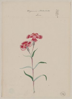 Unknown: Haguma nadeshiko - June - Library of Congress