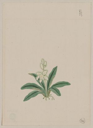 Unknown: [Small white flower, possibly a gin-ran, on stem with long green leaves or fronds] - Library of Congress