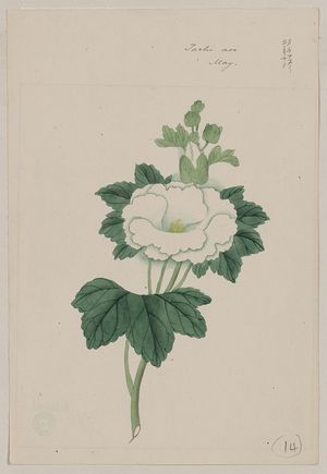Unknown: Tachi aoi - May - Library of Congress