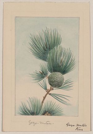 Unknown: Gayo matsu pine - Library of Congress