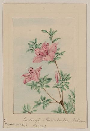 Unknown: Tsutsuji rhododendron Judicum - azalea / by Megata Morikagi [i.e., Morikaga?]. - Library of Congress