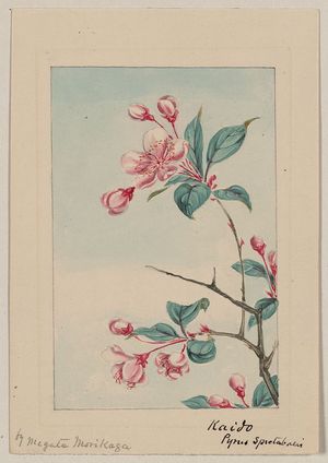 Unknown: Kaido pyrus spectabalis [i.e., spectabilis] / by Megata Morikaga. - Library of Congress