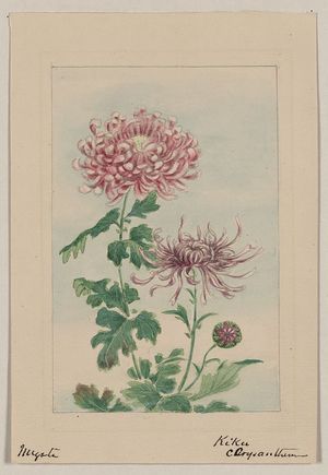 Unknown: Kiku - chrysanthemum / Megata. - Library of Congress