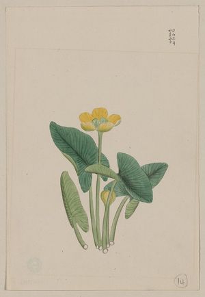 Unknown: [Lotus-like plant with yellow blossom and large leaves, each on separate stalks] - Library of Congress