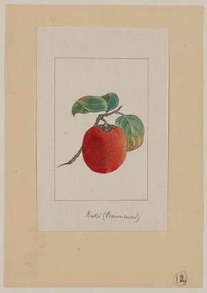 Unknown: Kaki (persimmon) - Library of Congress