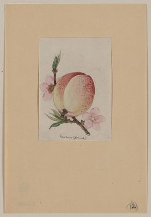 Unknown: Momo (peach) - Library of Congress