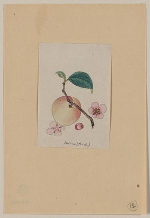 Unknown: Momo (peach) - Library of Congress