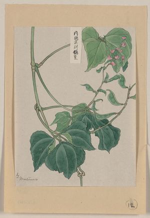 Unknown: [Mame - pea or bean plant showing vine, leaves, pods, and blossoms] / Matsuwo[?]. - Library of Congress