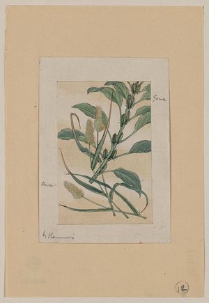 Unknown: Awa - goma / Kanemori. - Library of Congress