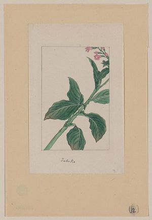 Unknown: Tabako - Library of Congress