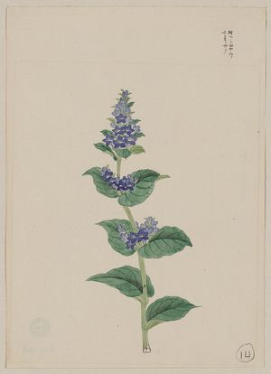 Unknown: [Blue blossoms on stalk with leaves] - Library of Congress