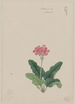 Unknown: Sakura so[u] - March - Library of Congress