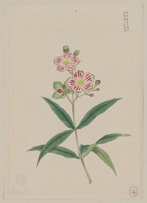 Unknown: [Five petal red-on-white blossoms on stem above two three-leaf whorls] - Library of Congress