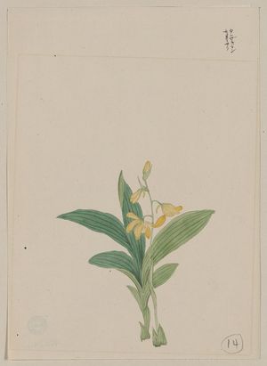 Unknown: [Yellow blossoms on stem above leaves of a kin-ran or golden helleborine plant] - Library of Congress