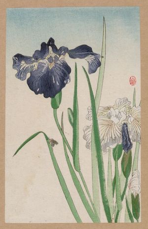 Unknown: Irises - Library of Congress