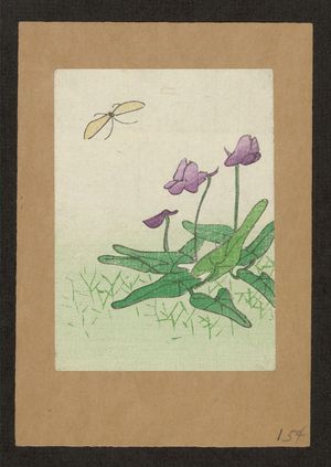 Unknown: Plant of the water lily family. - Library of Congress