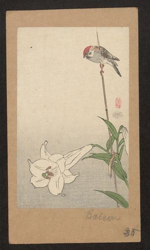 Baison: Small bird on lily plant. - アメリカ議会図書館
