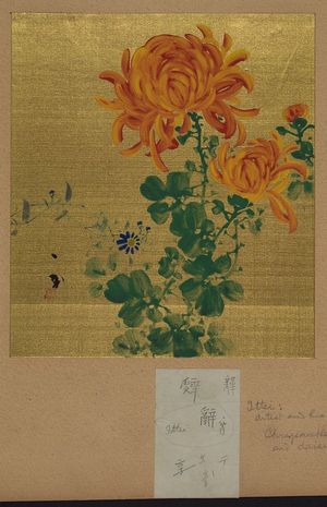 Unknown: Chrysanthemum. - Library of Congress