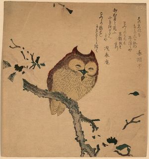 無款: Owl and magnolia. - アメリカ議会図書館