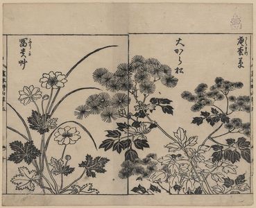 Tachibana Yasukuni: [Two kinds of pine needle flowers and a kind of anemone] - アメリカ議会図書館