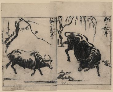 Tachibana Morikuni: [Two oxen, one under a willow tree and one under a plum tree] - アメリカ議会図書館