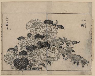 Tachibana Yasukuni: [Blossoms from two kinds of hydrangea] - アメリカ議会図書館