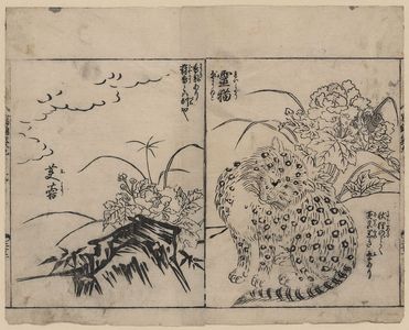 Tachibana Morikuni: [Cat with black markings on its fur and a fragrant rose mallow] - アメリカ議会図書館