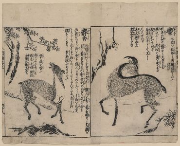 Tachibana Morikuni: [Male and female musk deer] - Library of Congress