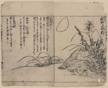 Tachibana Morikuni: [Wild boar sleeping beneath bushes during autumn] - Library of Congress