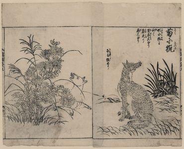 Tachibana Morikuni: [Foxes and chrysanthemums] - Library of Congress