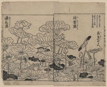 Tachibana Yasukuni: [Lotus plants in various stages of development] - アメリカ議会図書館