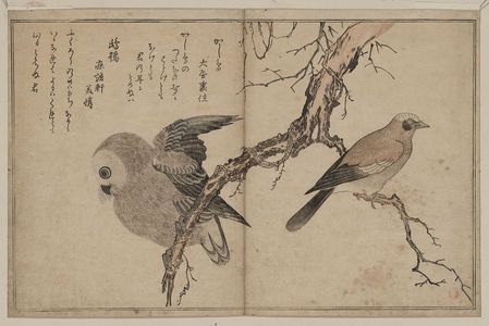 Kitagawa Utamaro: Jay and owl. - Library of Congress