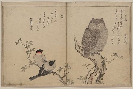 喜多川歌麿: Bullfinch and horned owl. - アメリカ議会図書館